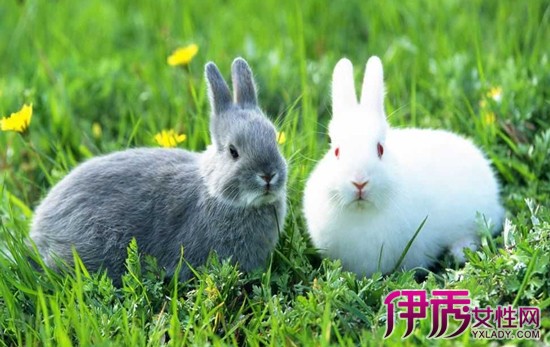 【养兔子的注意事项】【图】养兔子的注意事项