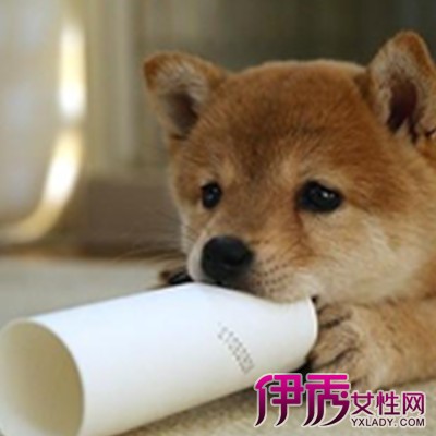 【秋田犬好养吗】【图】宠物狗秋田犬好养吗 