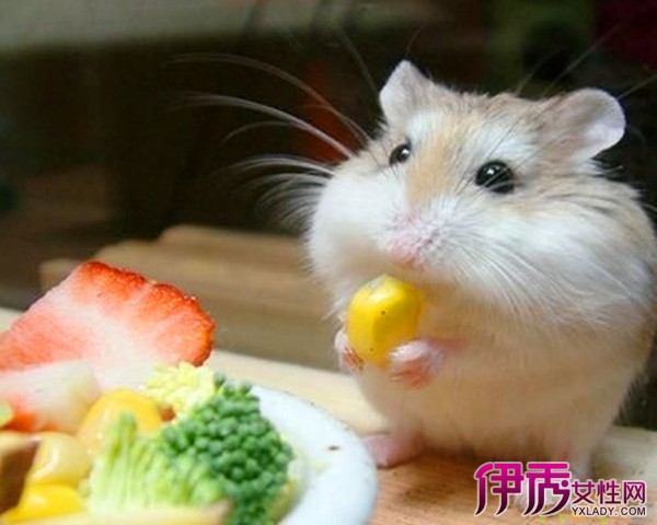 仓鼠喜欢吃什么?(除了饲料)
