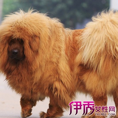 【杜高犬vs藏獒】【图】世界名犬杜高犬vs藏獒