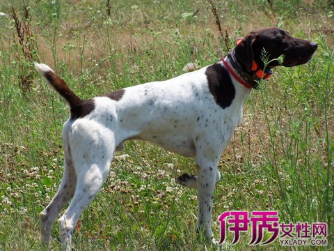 【波音达犬】【图】波音达犬好养吗? 教你如何