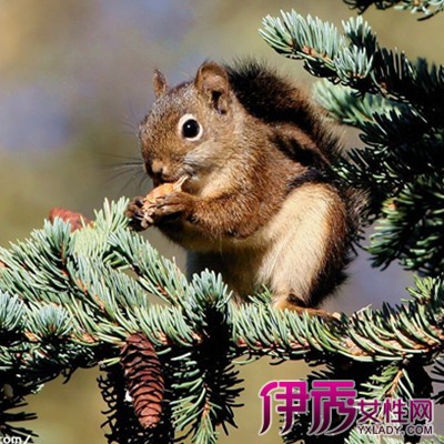 【松鼠的尾巴】【图】松鼠的尾巴有什么作用呢