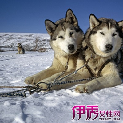 西伯利亚雪橇犬属于中型工作犬,脚步轻快,动作优美.