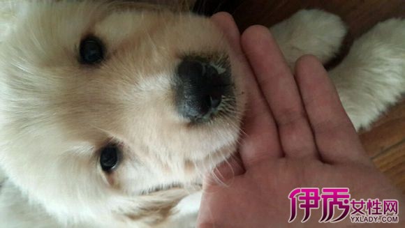 犬瘟热狗狗治愈过程分享