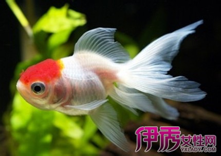 【金鱼失鳔病】【图】金鱼失鳔病的原因分析