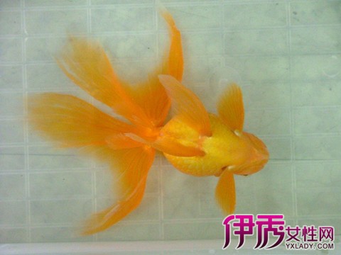 【金鱼失鳔病】【图】金鱼失鳔病的原因分析