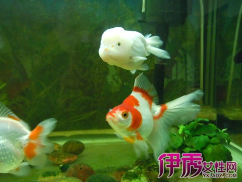 【金鱼失鳔病】【图】金鱼失鳔病的原因分析