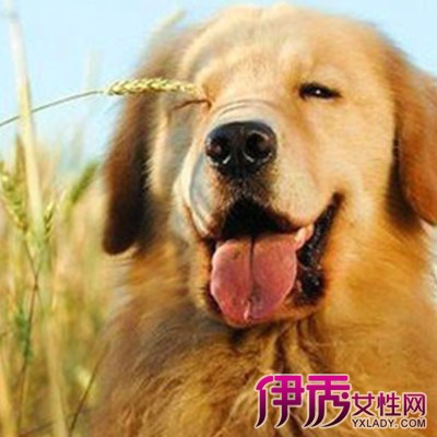 【金毛幼犬图片】【图】可爱的金毛幼犬图片 