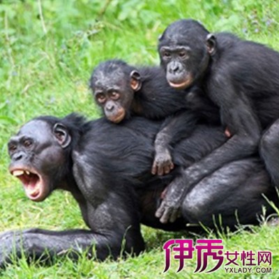 宠物 正文   繁殖方式-倭黑猩猩是高度混交的动物,它们比其它灵长类