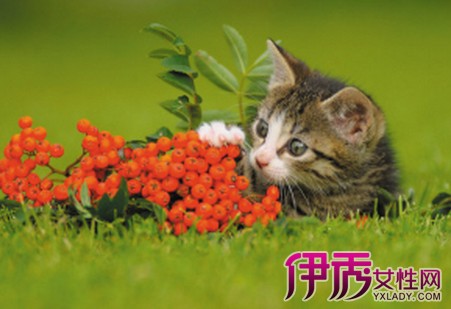 【猫薄荷对猫有什么作用】【图】猫薄荷对猫有