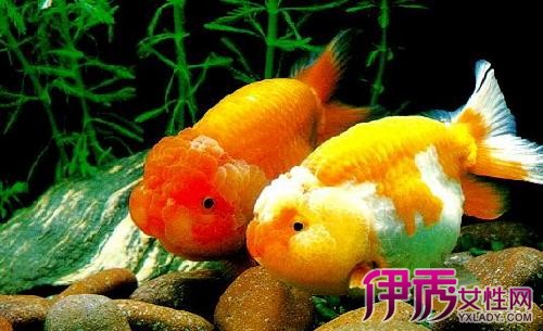 鱼怎么】【图】金鱼怎么才能养活? 10条养鱼基