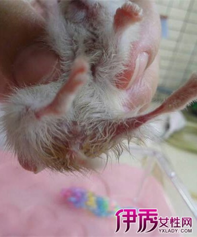 【图】仓鼠湿尾有哪些症状 带你全面了解湿尾症的原因症状和预防