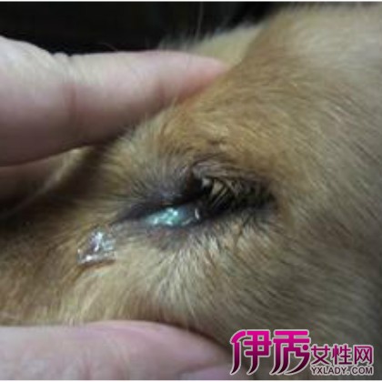 【狗狗有眼屎是什么原因】【图】狗狗有眼屎是