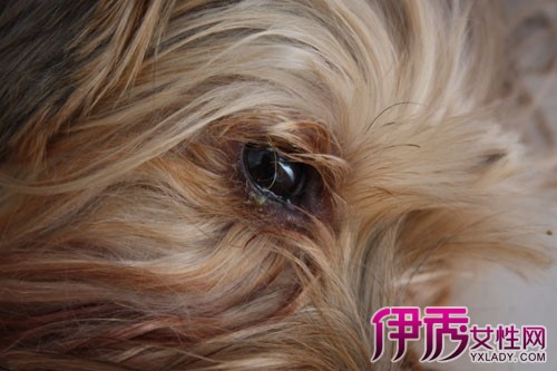 【狗狗有眼屎是什么原因】【图】狗狗有眼屎是