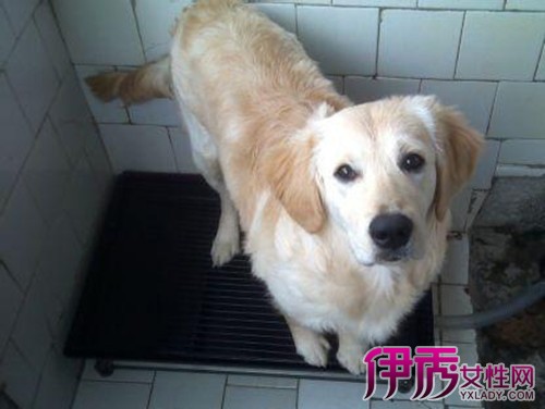 【怎么教狗狗去厕所大小便】【图】怎么教狗狗