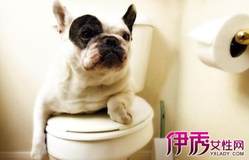 【怎么教狗狗去厕所大小便】【图】怎么教狗狗