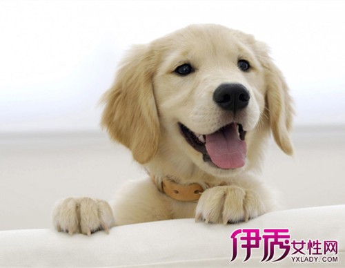 【狗是怎样认识主人的】【图】狗是怎样认识主