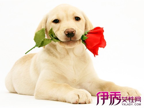 【狗是怎样认识主人的】【图】狗是怎样认识主