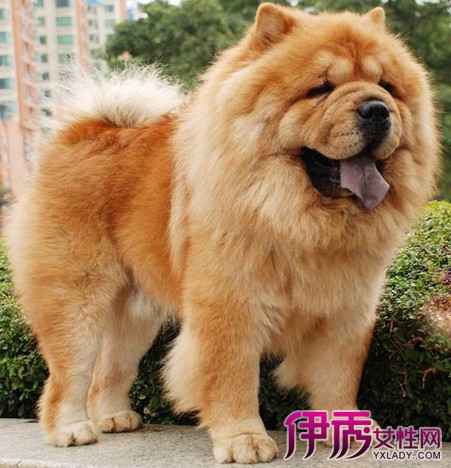 【中国松狮犬】【图】介绍中国松狮犬 分析松