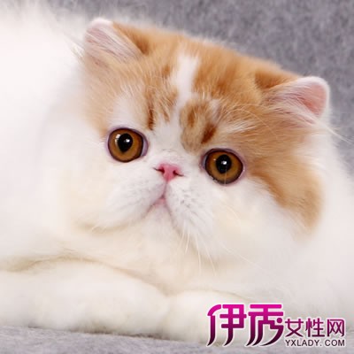 纯种极品加菲猫图片 加菲猫属于虎斑猫品种,性格外貌都类似于波斯猫.