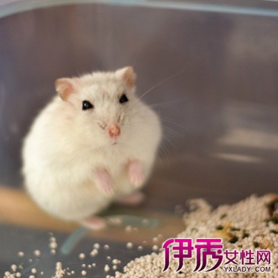 蚊子仓鼠以及v蚊子时候咬不好肠胃的人吗图片