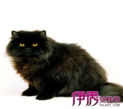 【黑色波斯猫】【图】黑色波斯猫的图片大全 