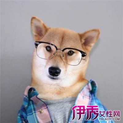 【图】可爱的柴犬头像欣赏 柴犬的简介及生活习性_伊秀宠物|yxlady