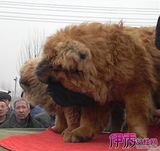 【图】藏獒和松狮杂交的狗 教你如何区分藏獒杂种犬