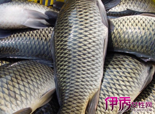 【鲤鱼的生活习性】【图】分析鲤鱼的生活习性