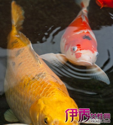 【鲤鱼的生活习性】【图】分析鲤鱼的生活习性
