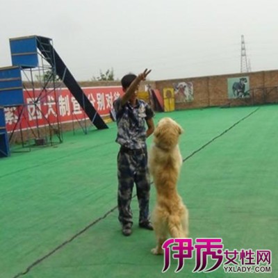 欣赏训犬口令及手势图解 看到小宠物可爱的一面