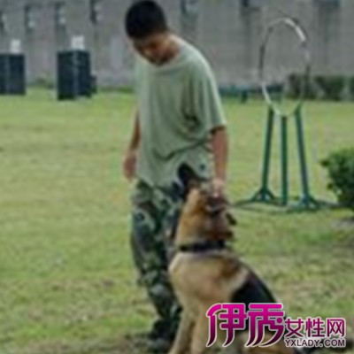 【训犬口令及手势图解】【图】欣赏训犬口令及