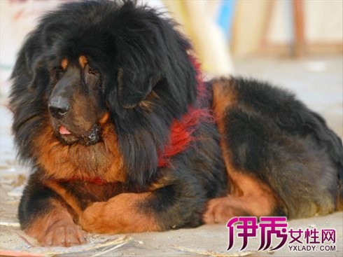 【图】想知道猪獒与藏獒的区别吗 前者吹牛后者杂交