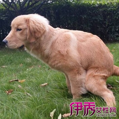 【图】狗狗拉屎出血是因为什么原因 狗狗的便便代表着健康