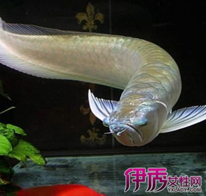 深海银色舞娘银龙鱼图片 亚马逊水猴的魅力无限