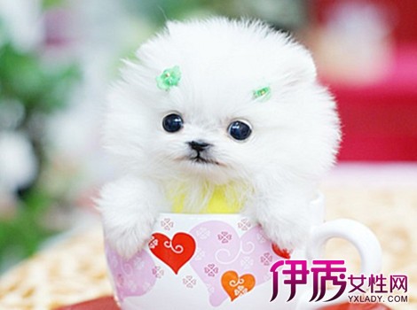 【茶杯犬多少钱一只】【图】茶杯犬多少钱一只