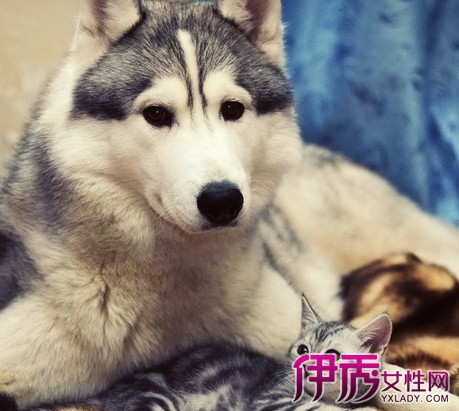 【哈士奇为什么叫二哈】【图】请问哈士奇为什