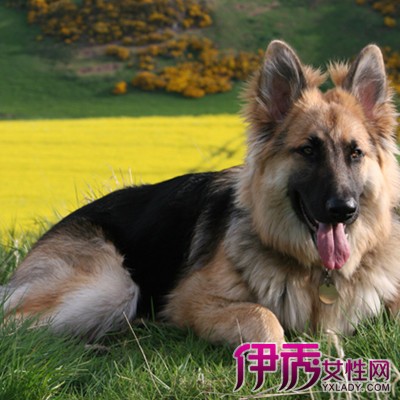 【黑背和德牧的区别】【图】黑背和德牧的区别 教你几招全面了解纯种牧羊犬(3)_伊秀宠物|yxlady.com