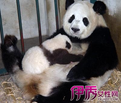 【大熊猫的生活习性和特点】【图】大熊猫的生