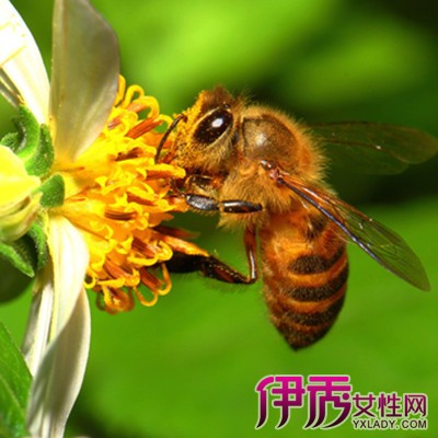 【图】蜜蜂饲料大全 带你了解蜜蜂的生活习性