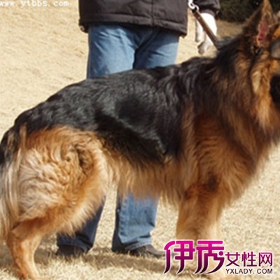 【长毛德牧图片】【图】长毛德牧图片欣赏 三