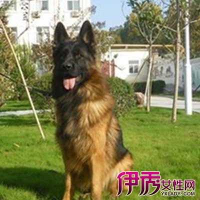 【长毛德牧图片】【图】长毛德牧图片欣赏 三