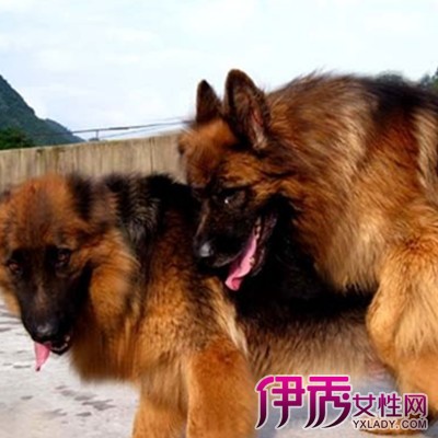 【长毛德牧图片】【图】长毛德牧图片欣赏 三