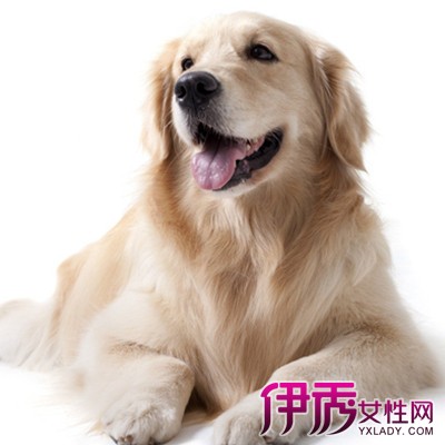 【狗狗什么时候打疫苗】【图】狗狗什么时候打