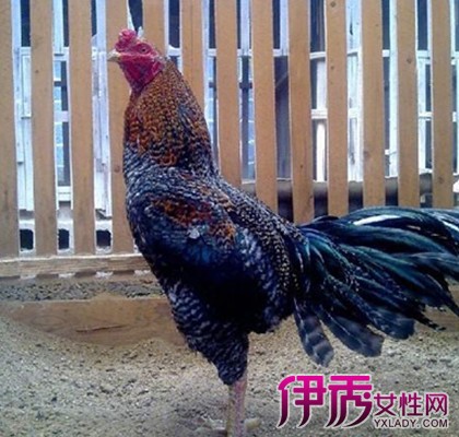 斗鸡中良种纯种泰国斗鸡图片集 多样的品种及选择