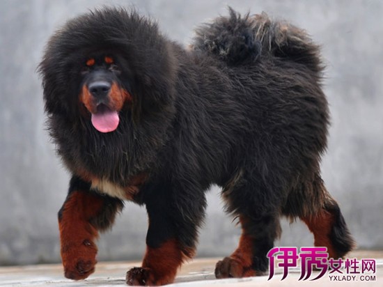 藏獒和德牧杂交的狗 杂交后代犹如藏獒般凶猛