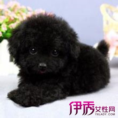 【图】盘点黑色贵宾犬造型 宠物也可以时尚起来