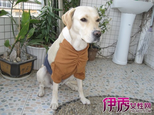 【给狗狗做衣服步骤图】【图】给狗狗做衣服步