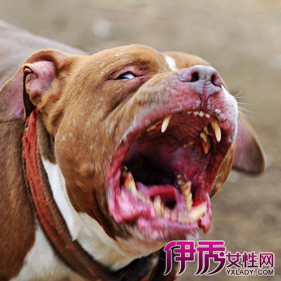 【高加索犬vs比特】【图】高加索犬vs比特 介