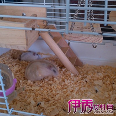 【图】自制仓鼠笼子图片展示 4个饲养事项要注意